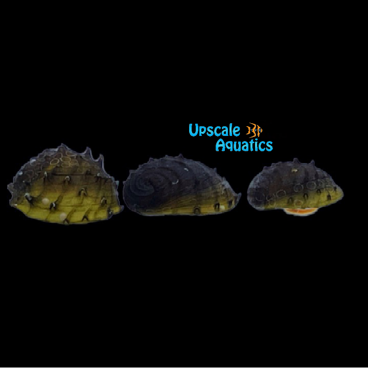 King Koopa Nerite Snail (Neritina juttingae)