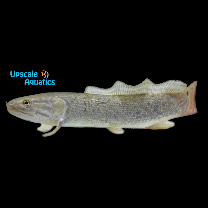 Bowfin (Amia calva)