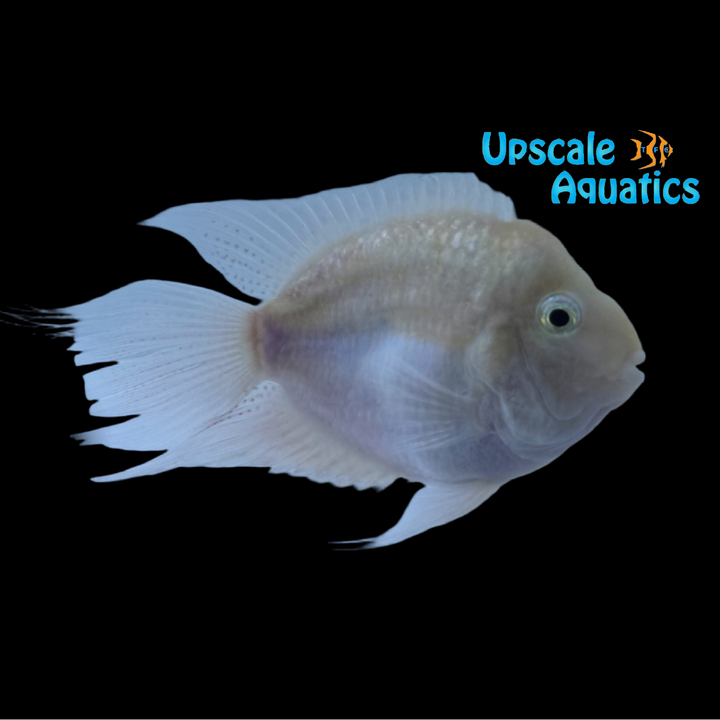 Snow White Parrot Convict Cichlid (Cryptoheros sp.)