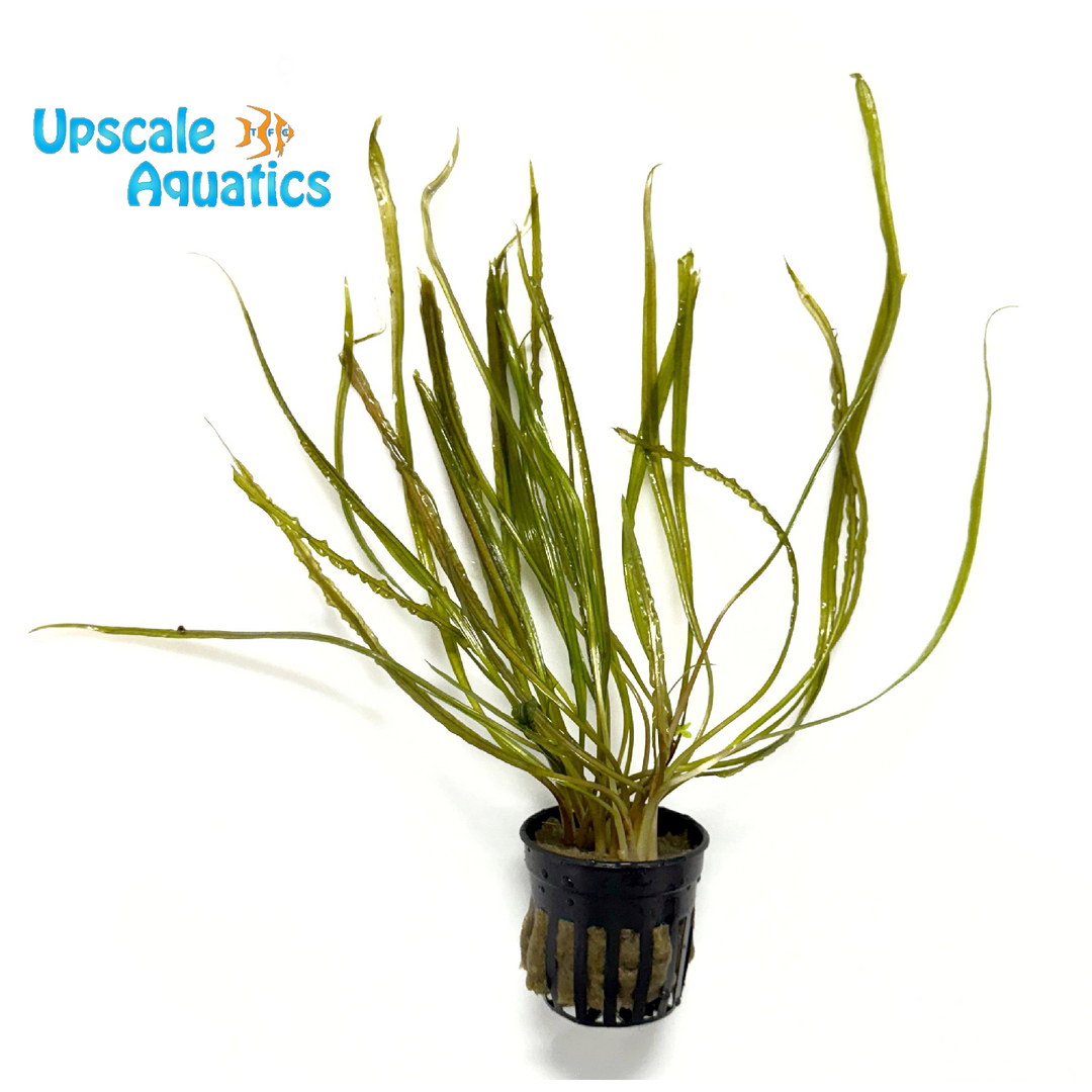Retrospiralis Crypt. (Cryptocoryne retrospiralis)