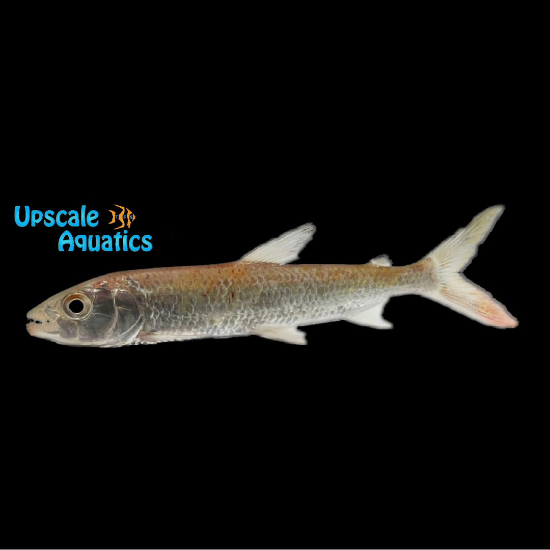 Forskahlii Tigerfish (Hydrocynus forskahlii)