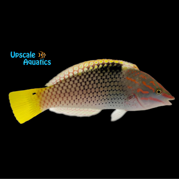 Marble 'Checkerboard' Wrasse (Halichoeres hortulanus)