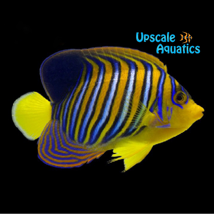 Red Sea Regal Angelfish (Pygoplites diacanthus)