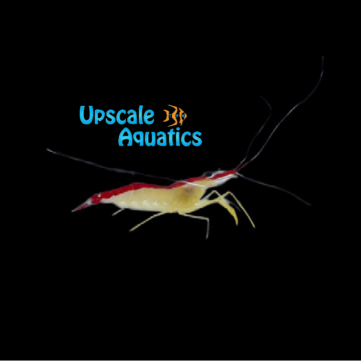 Skunk Cleaner Shrimp (Lysmata amboinensis)
