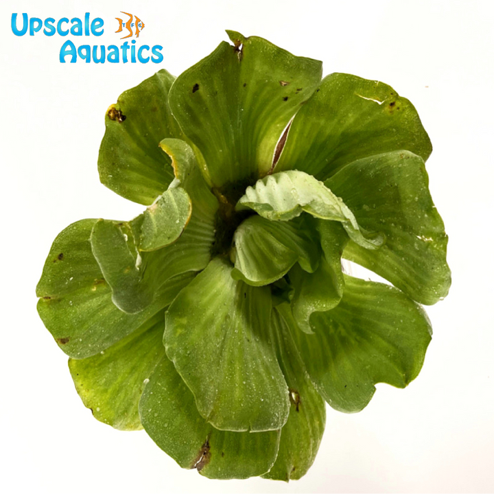 Water Lettuce (Pista Stratiotes)