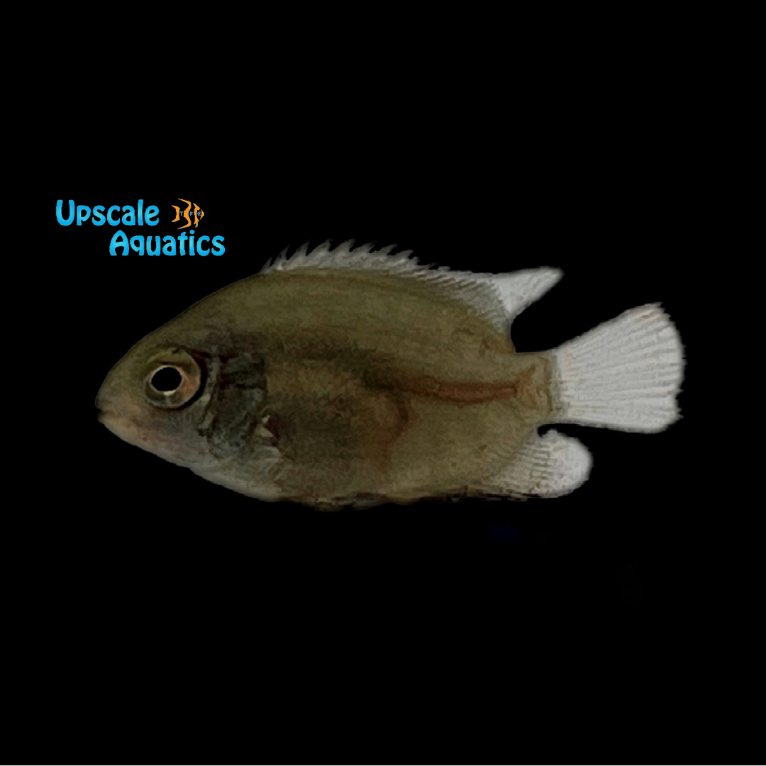Black Severum (Heros efasciatus 'Cameta')