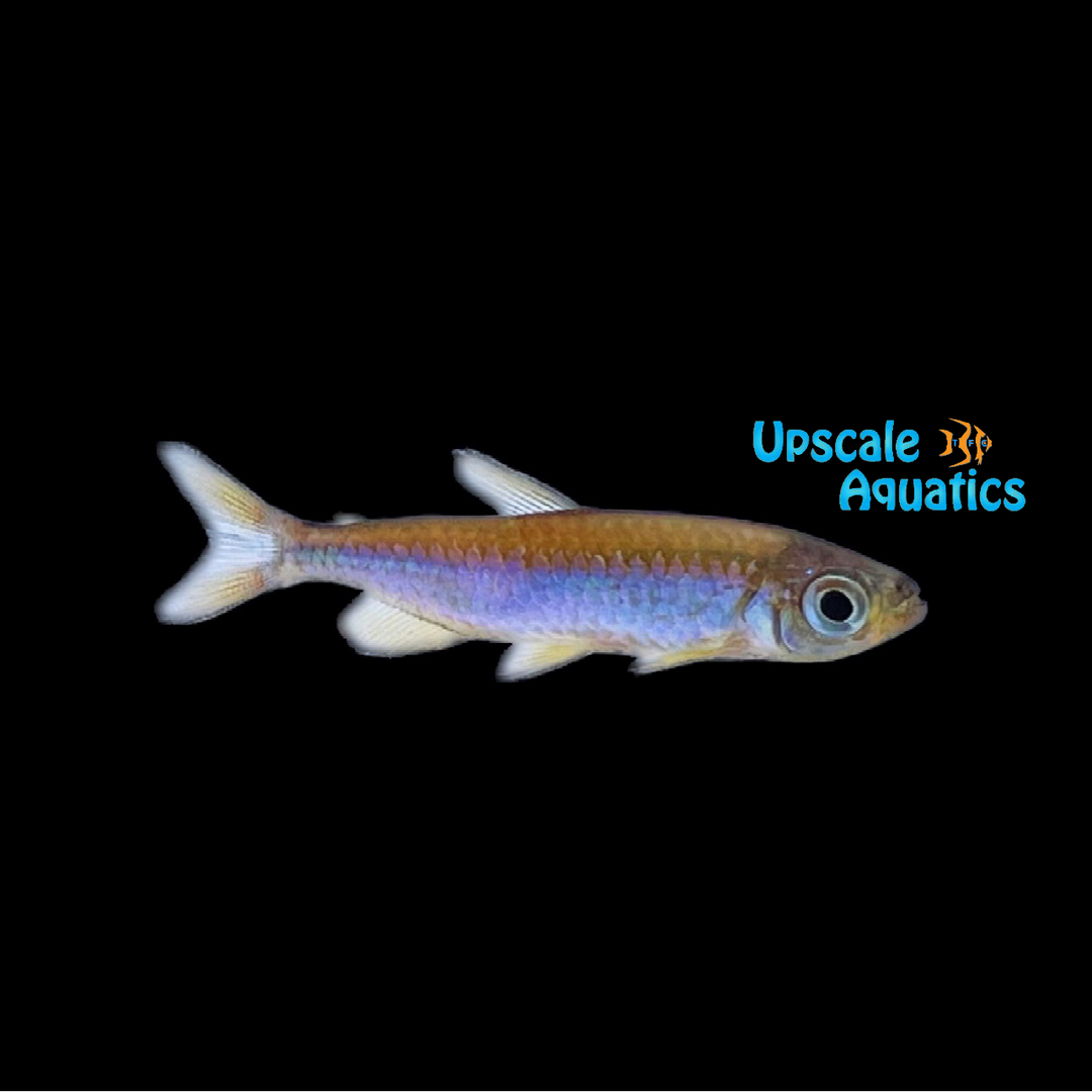 Fantastique Congo Tetra (Phenacogrammus sp. fantastique)
