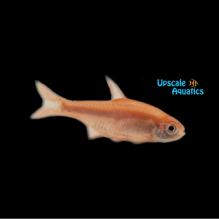 Albino Silvertip Tetra (Hasemania nana)