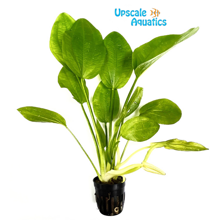 Ascherianus Sword (Echinodorus ascherianus)