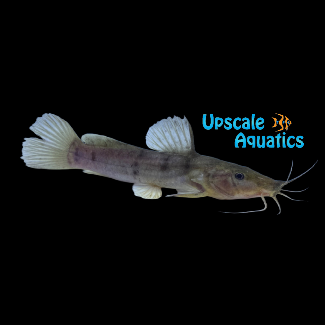 African Shovelnose Catfish (Parauchenoglanis monkei)