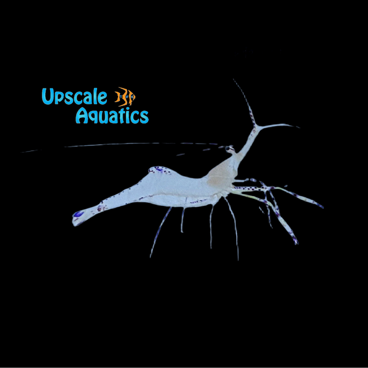 Pederson Cleaner Shrimp (Periclimenes pedersoni)