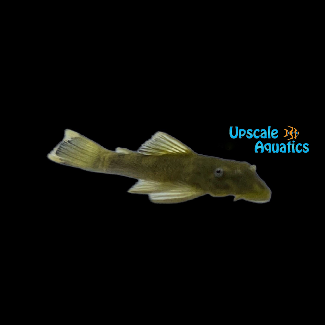 Green Dragon Bristlenose Pleco (Ancistrus sp.)