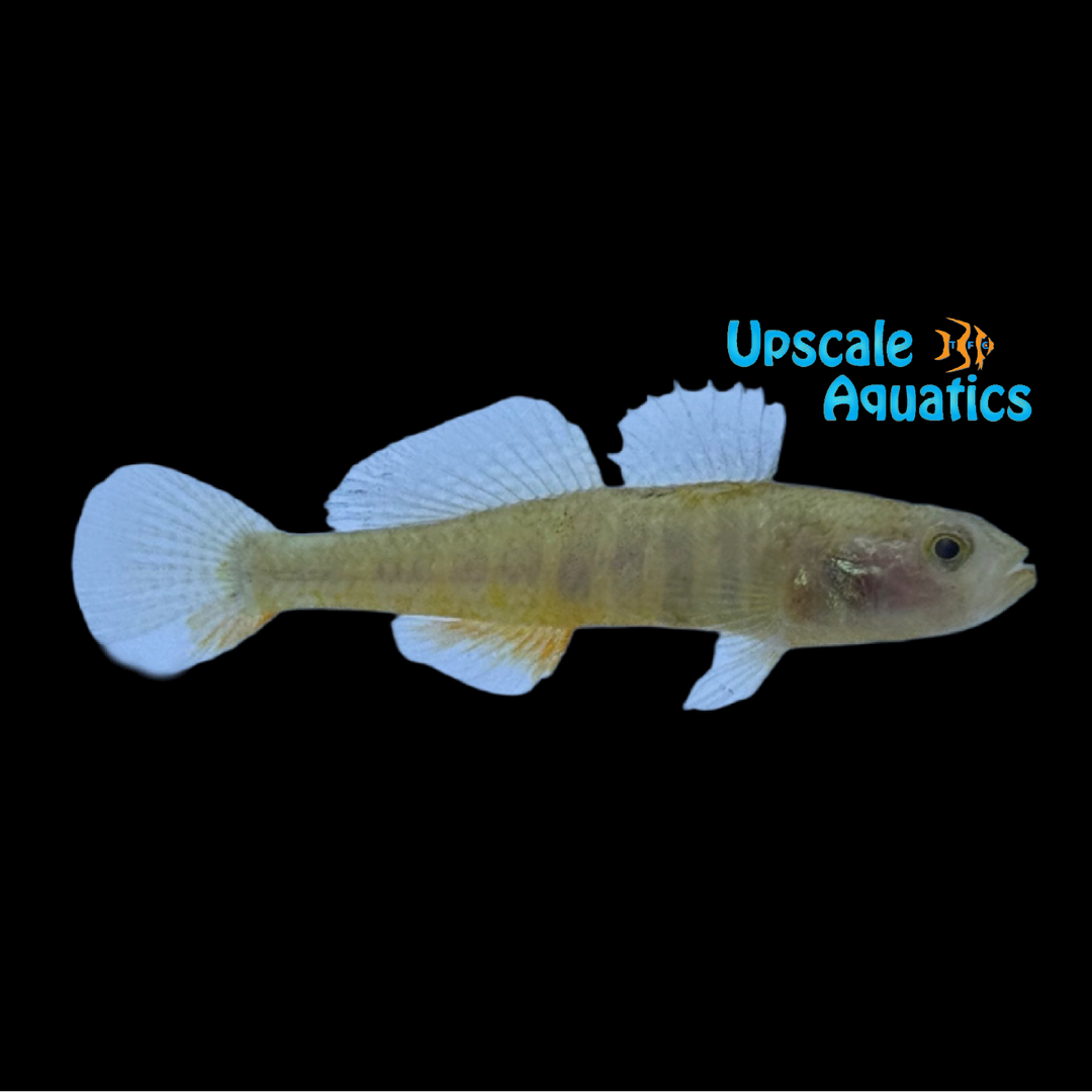 Dwarf Rainbow Gudgeon (Micropercops swinhonis)