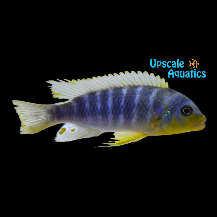 Aurora 'Likoma' Cichlid (Metriaclima aurora likoma)
