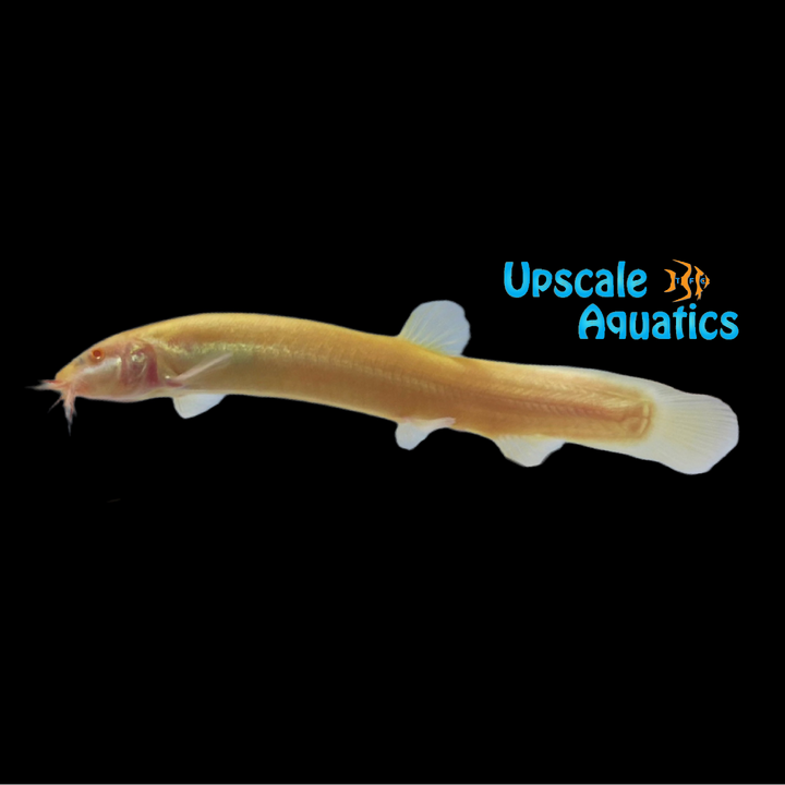 Albino Dojo Loach (Misgurnus anguillicaudatus albino)