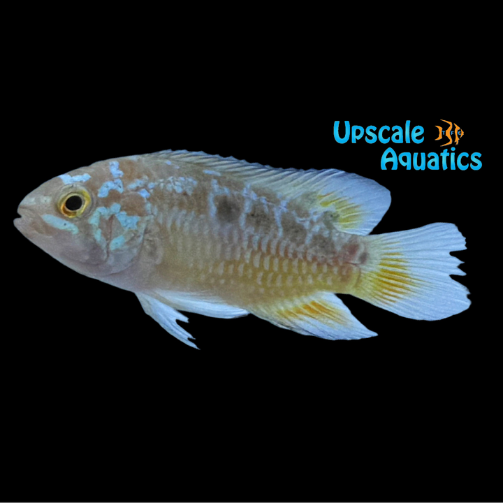 Two Spot Acara Cichlid (Ivanacara bimaculata)