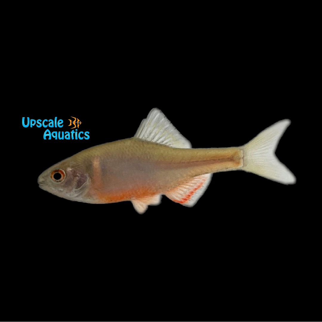 Chinese Volcano Bitterling (Sinorhodeus microlepis)
