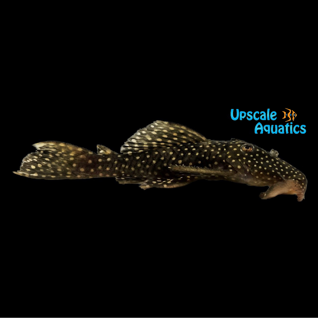 Galaxy Pleco L029 (Leporacanthicus galaxias L029)