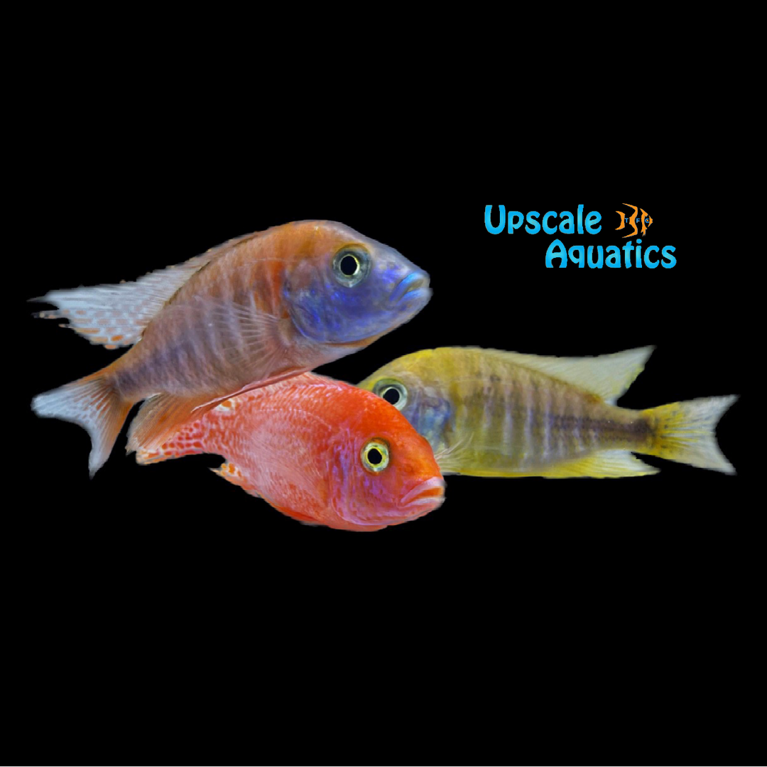 Assorted Peacock Cichlid (Aulonocara sp.)