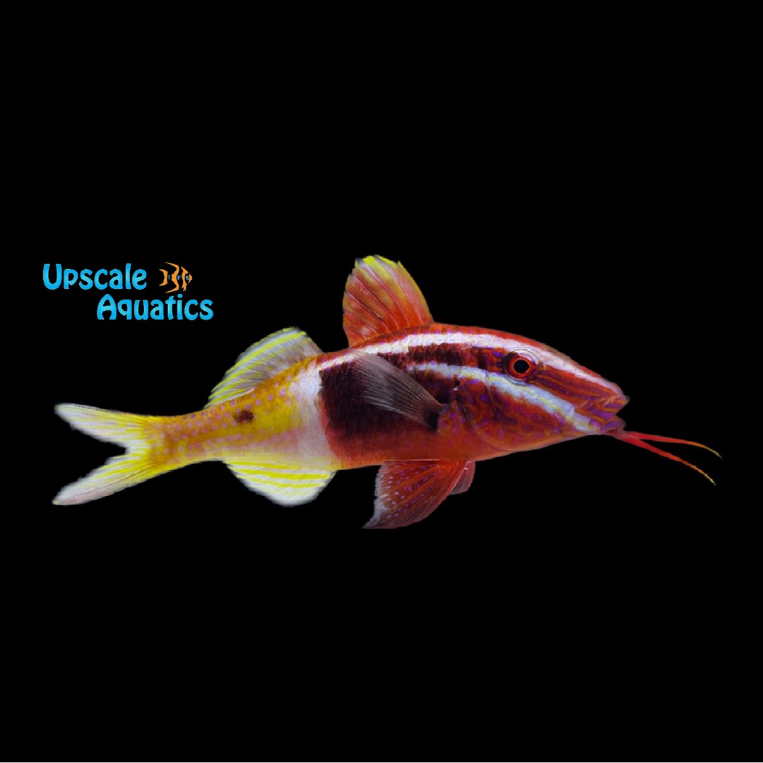 Bicolor Goatfish (Parupeneus barberinoides)