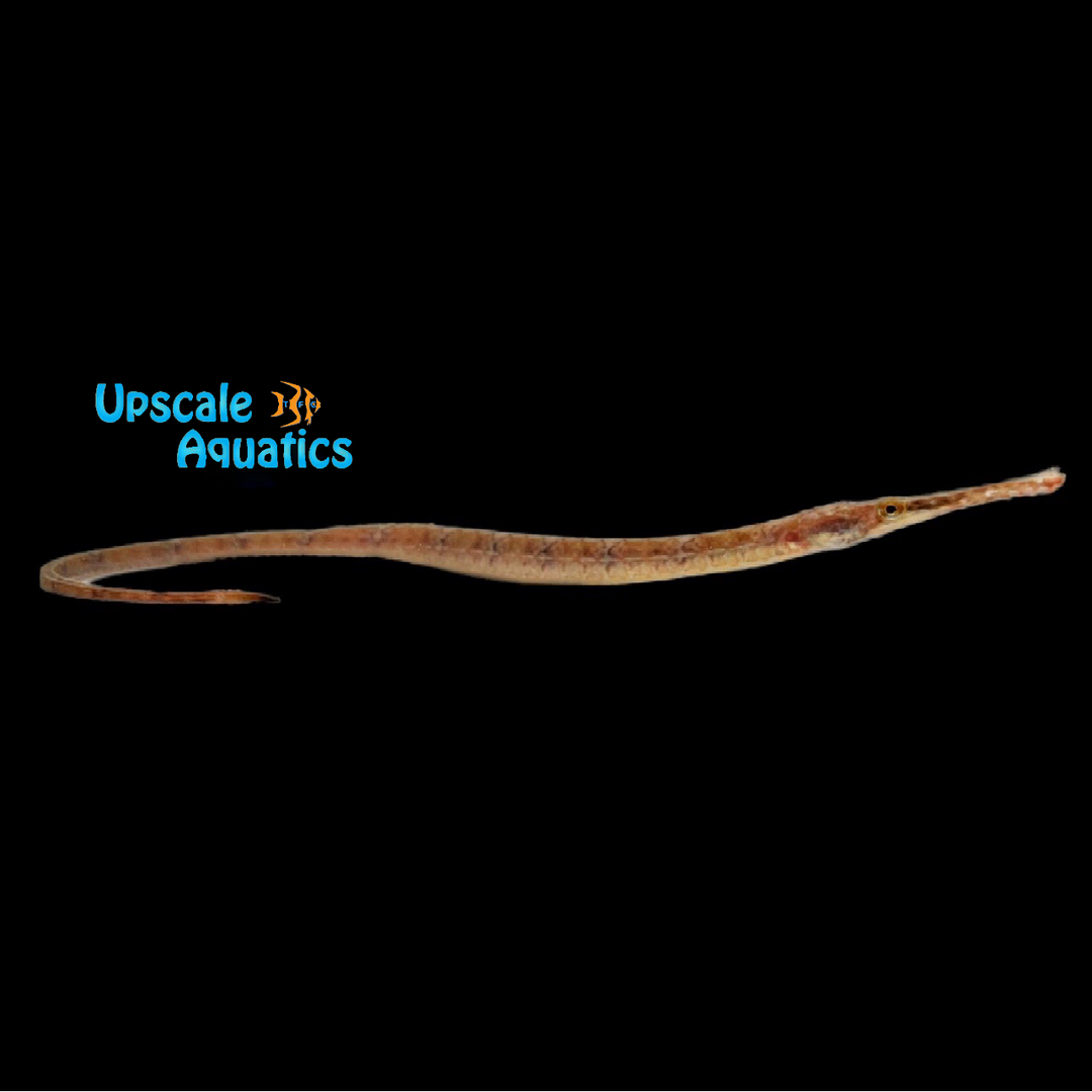 Chain Pipefish (Syngnathus louisianae)