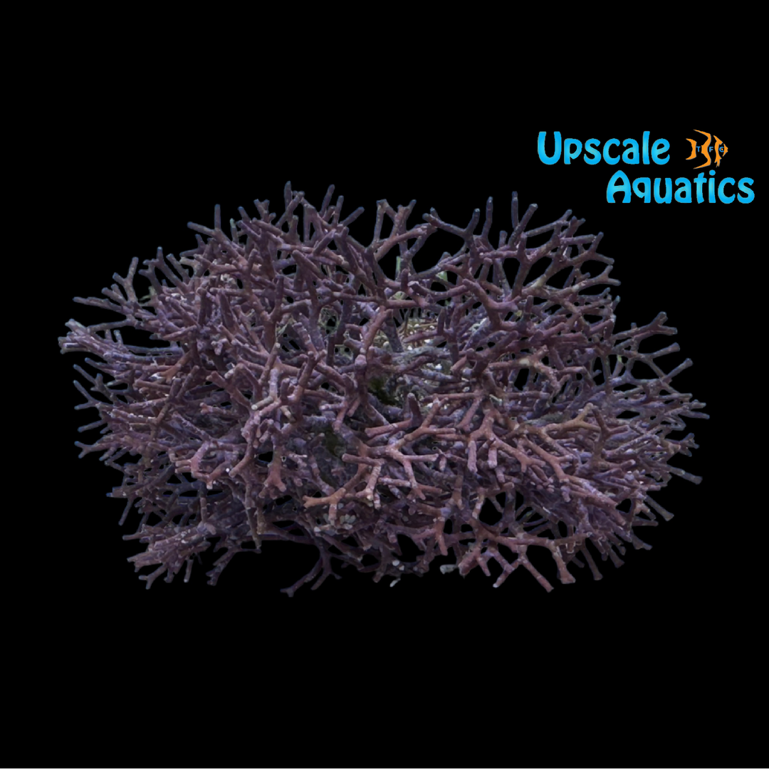 Thin Branching Coralline Macroalgae (Corallina sp.)