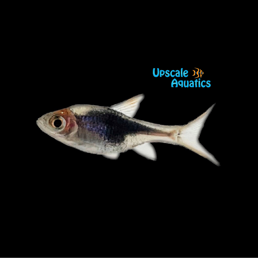 Black Harlequin Rasbora (Trigonostigma heteromorpha 'black')