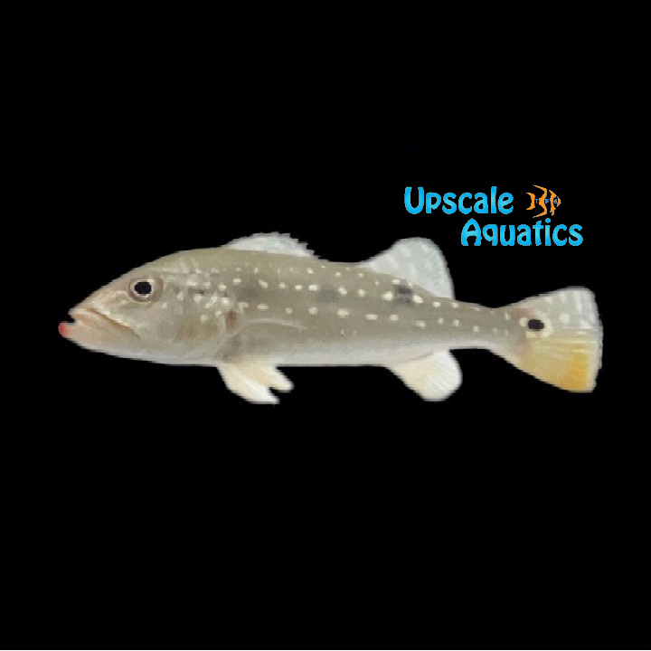 Pinima Peacock Bass (Cichla pinima)