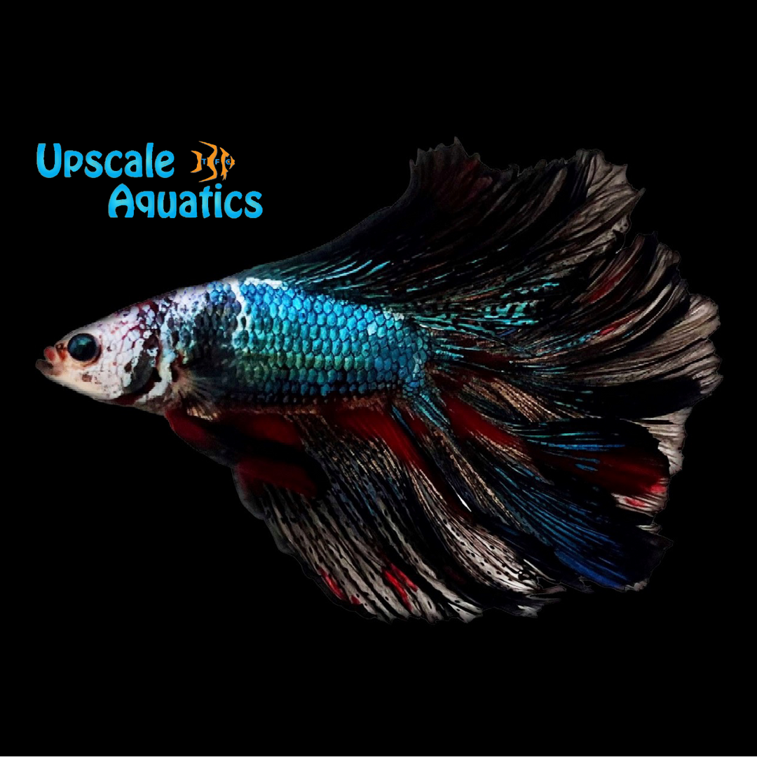 Halfmoon Doubletail Betta - Male (Betta splendens)