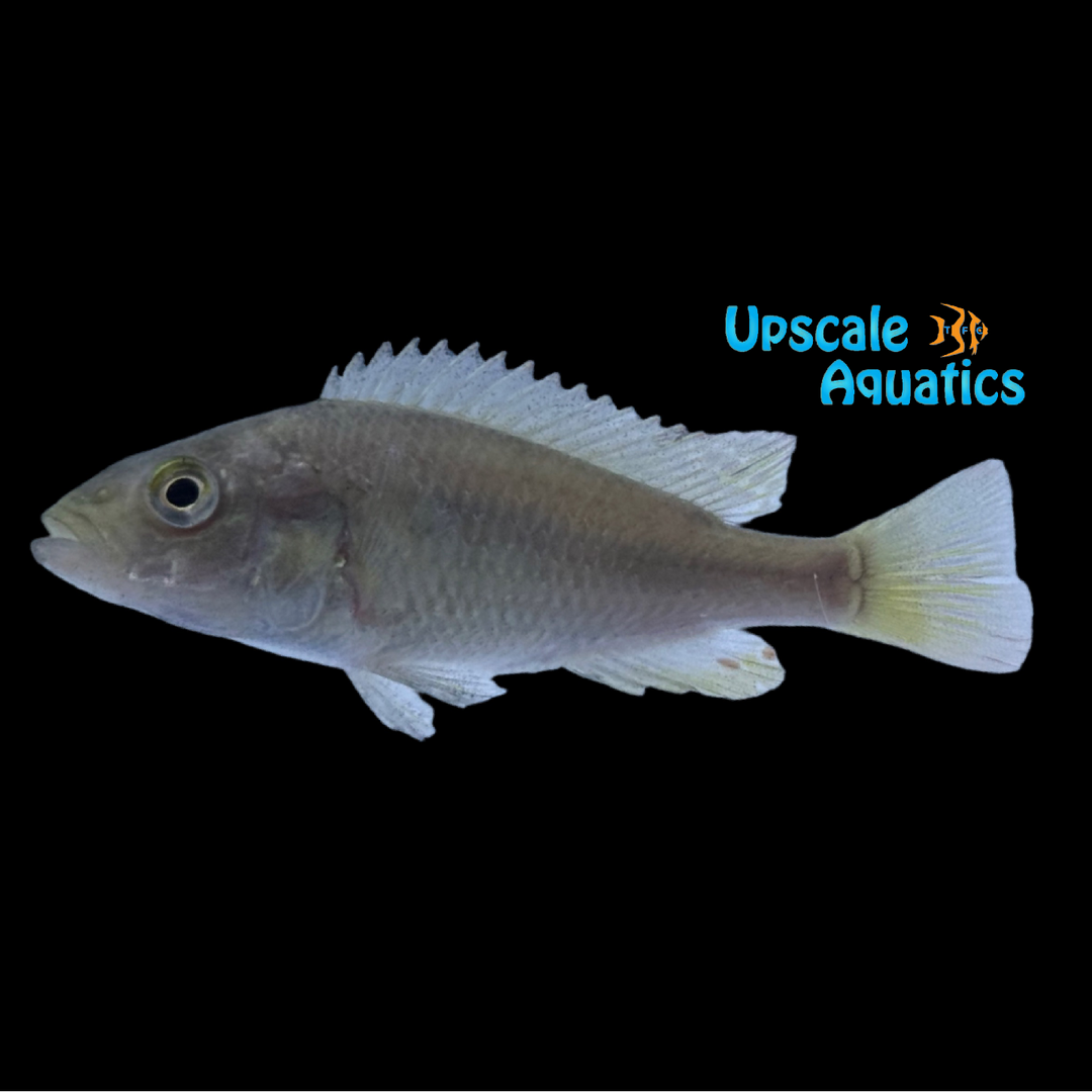 Blue Victorian Hap (Haplochromis nubilus)
