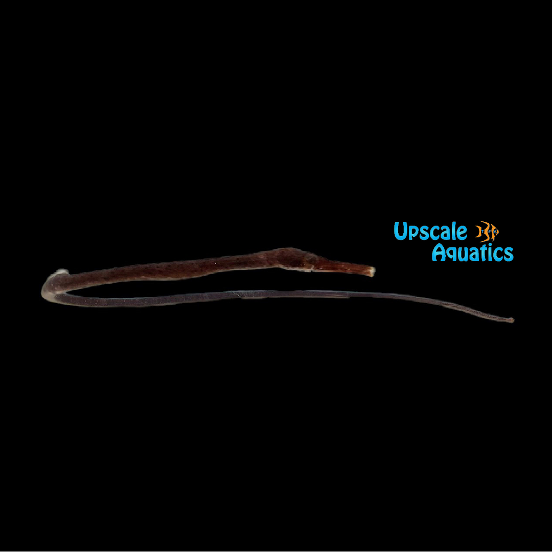 Bentstick Pipefish (Trachyrhamphus bicoarctatus)