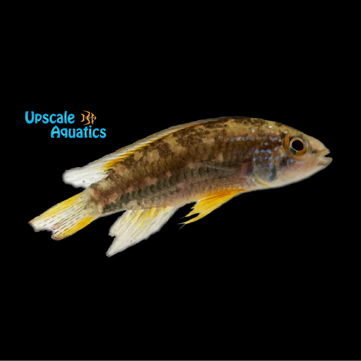 Apisto. Bitaeniata 'Tefe' (Apistogramma bitaeniata 'Tefe')