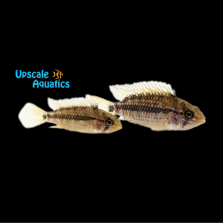 Apisto. Algodon II (Apistogramma sp. ortegai 'Algodon II')