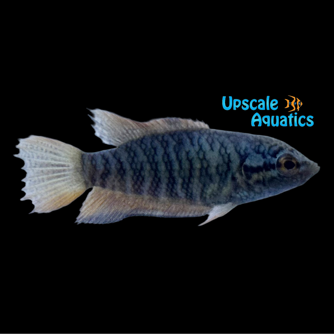 Snakeskin Paradise Fish (Macropodus sp.)