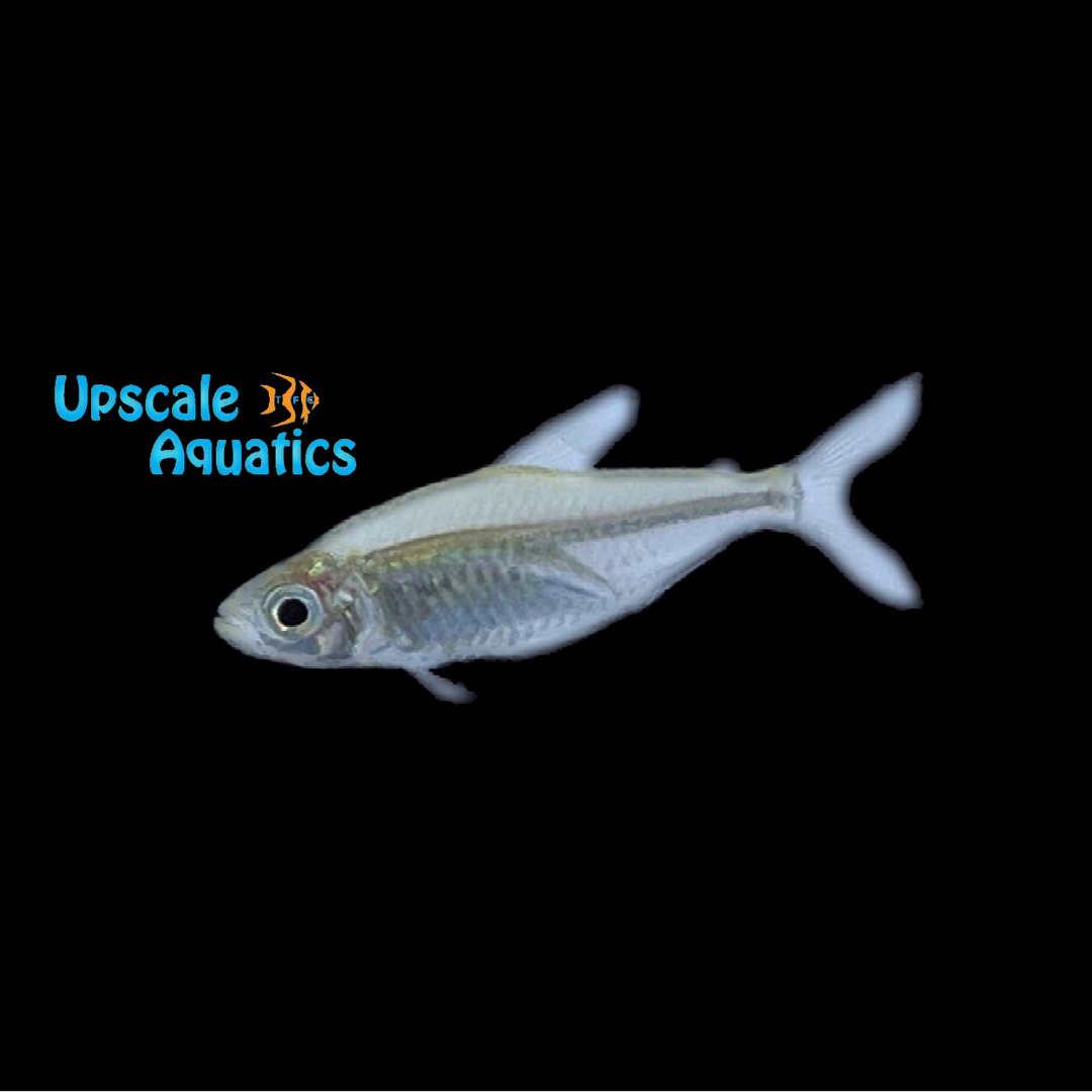 Glass Congo Tetra (Phenacogrammus interruptus glass)