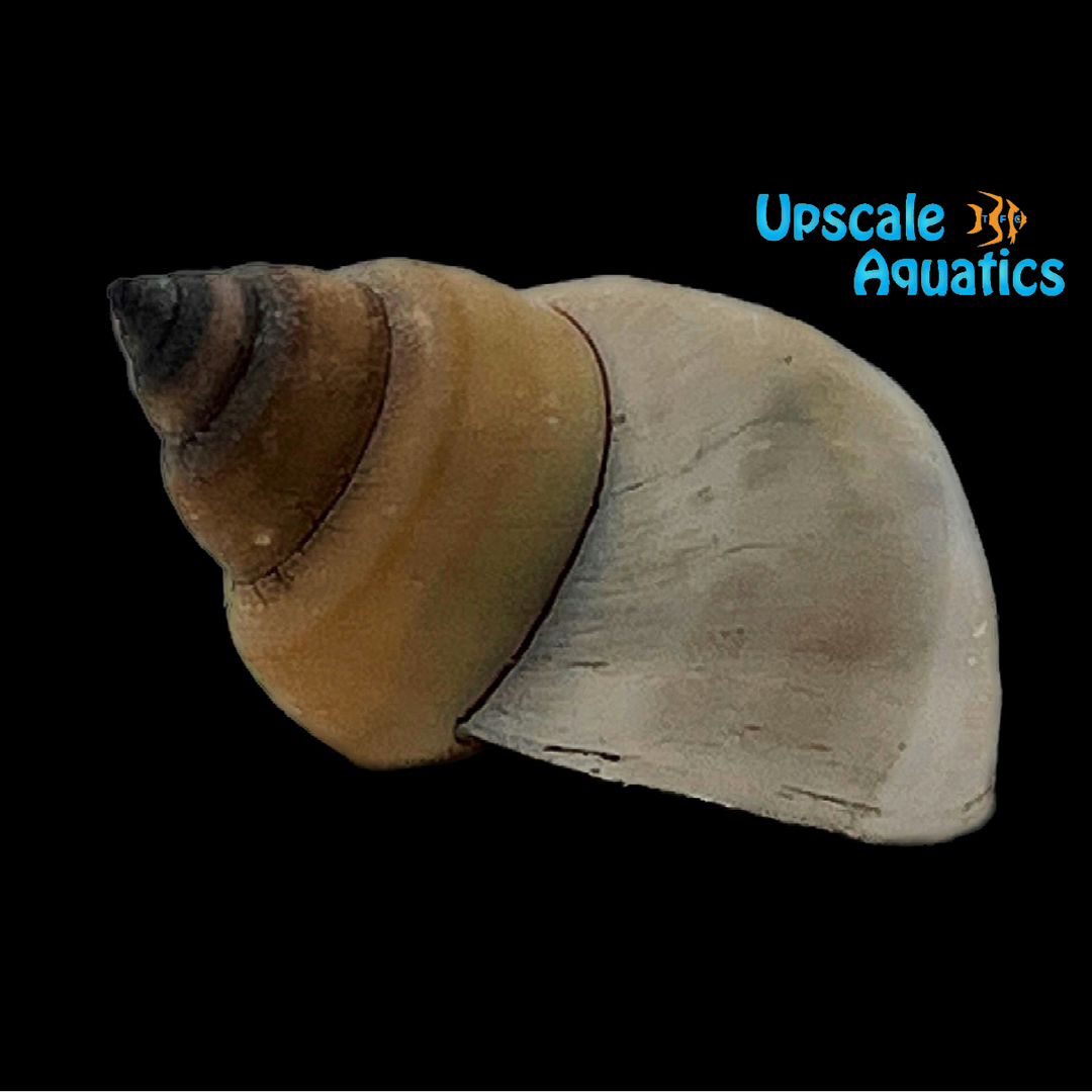 White Wizard Snail (Filopaludina martensi)
