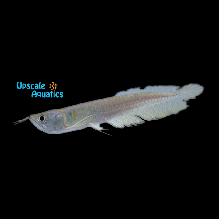 Silver Arowana (Osteoglossum bicirrhosum)