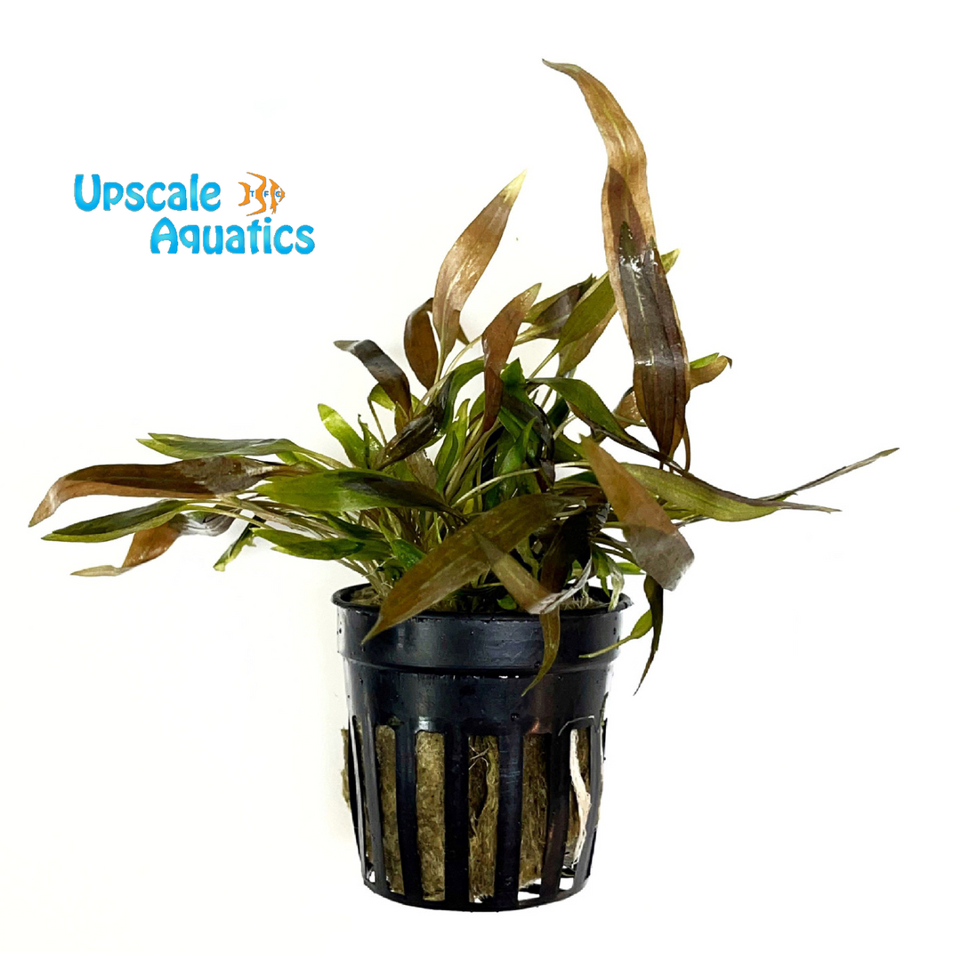 Axelrodi Crypt. (Cryptocoryne axelrodii)