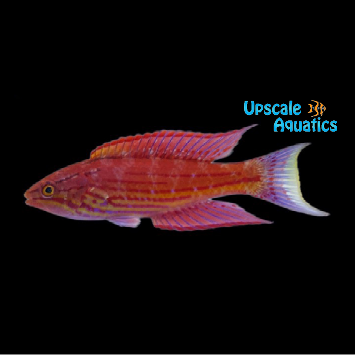 Royal Flasher Wrasse (Paracheilinus angulatus)