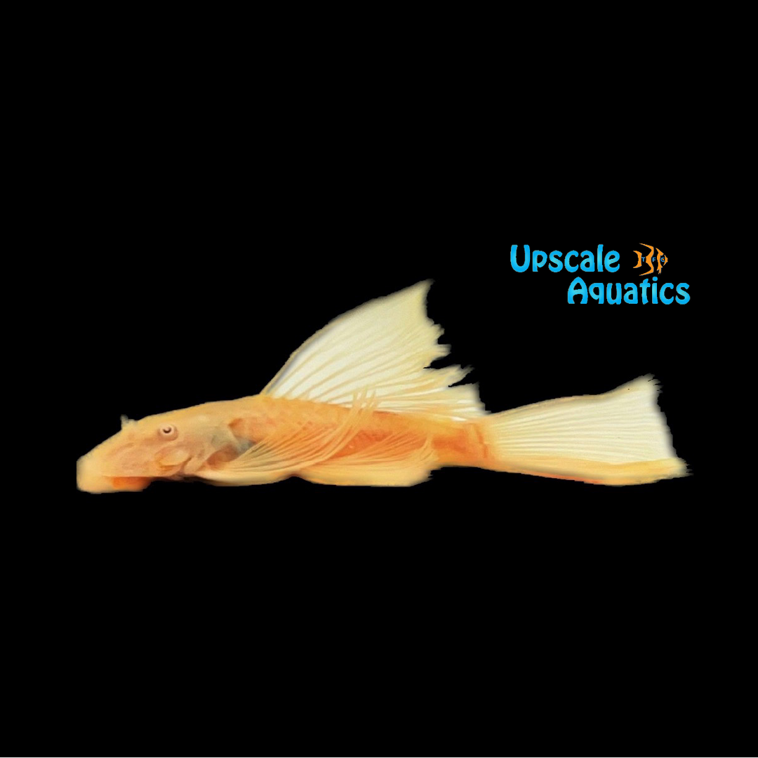 Albino Longfin Green Dragon Bristlenose Pleco (Ancistrus sp.)