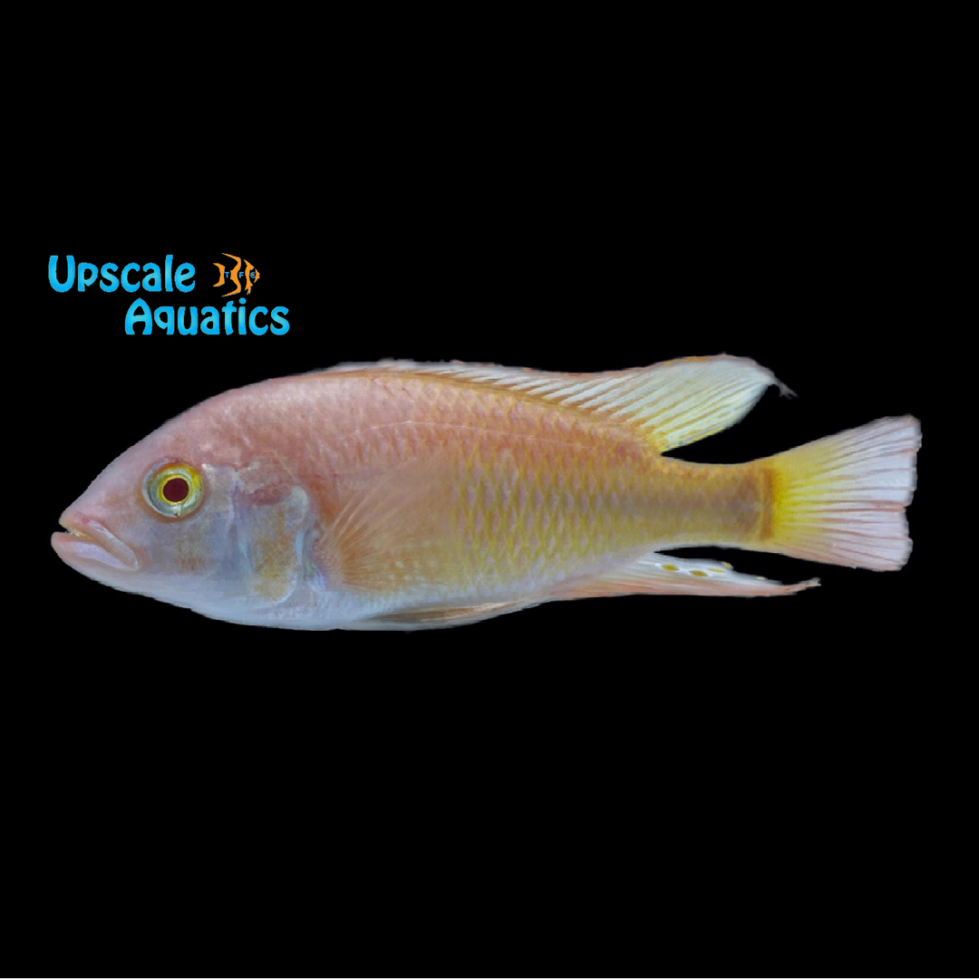 Albino Kyoga Flameback Cichlid (Xystichromis sp. flameback)