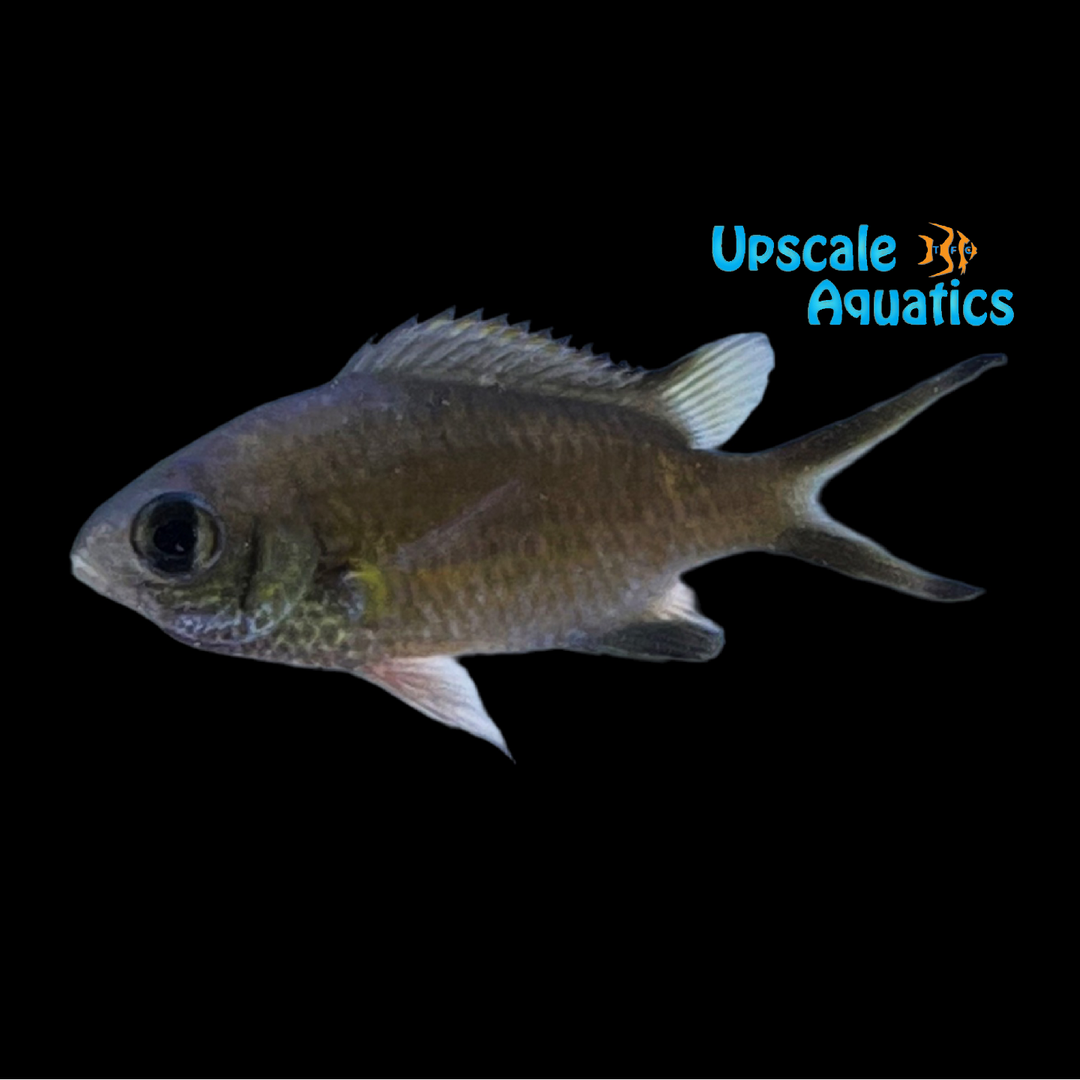 Scaly Chromis (Chromis lepidolepis)