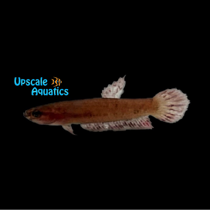 Imprezza Betta (Betta sp. imprezza)
