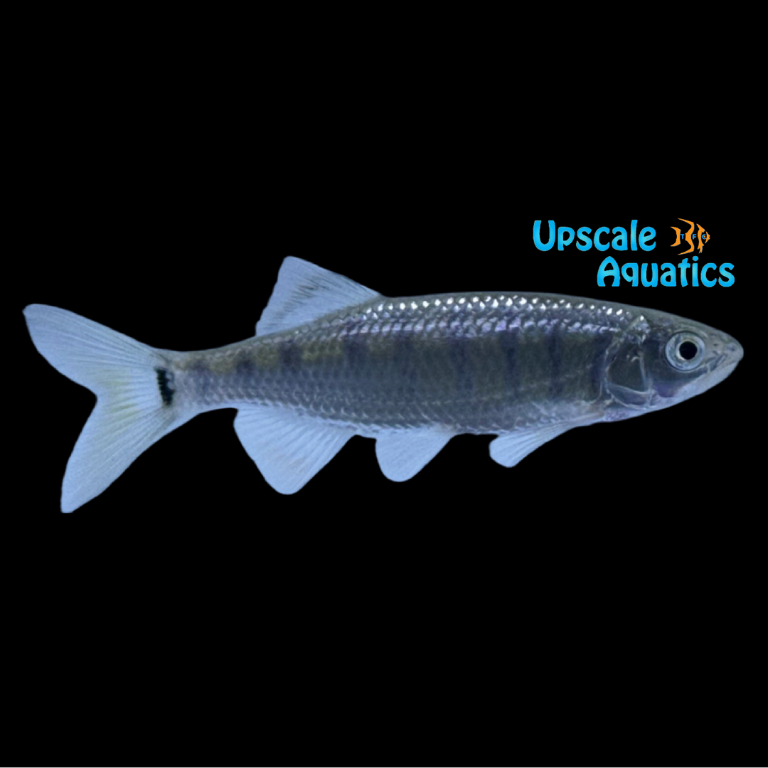Burmese Green Banded Hill Trout (Opsarius bernatziki)