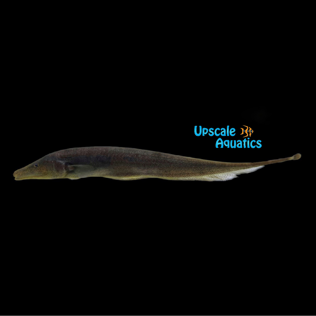 Brown Ghost Knifefish (Apteronotus leptorhynchus)