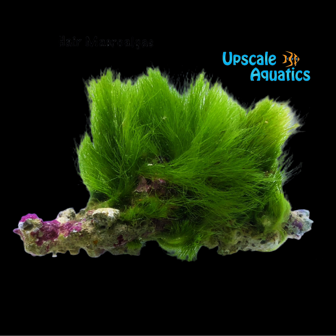Maiden's Hair Macroalgae (Chlorodesmis sp.)