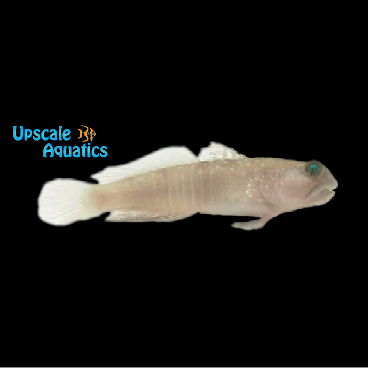 Yellow Watchman Goby - Captive Bred (Cryptocentrus cinctus)
