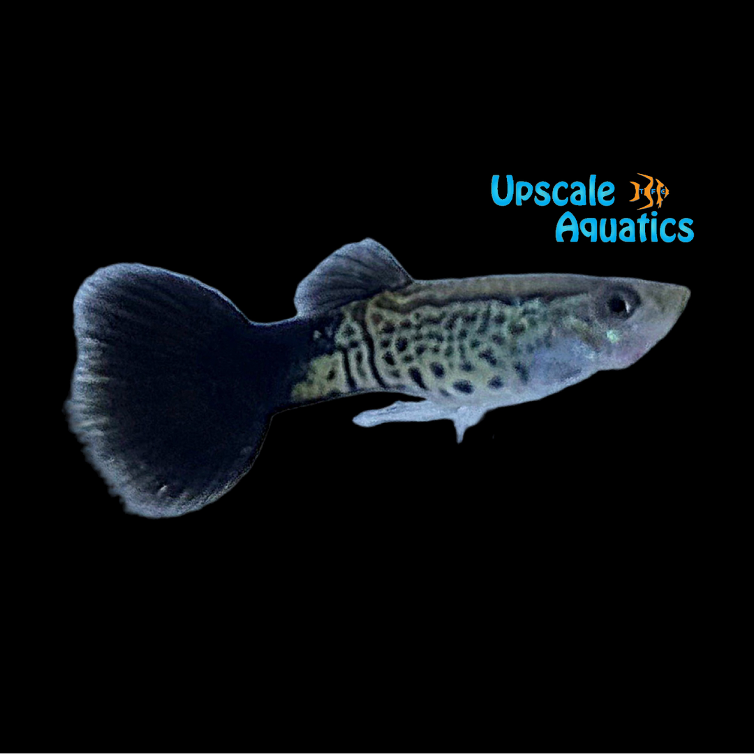 Black Cobra Guppy (Poecilia reticulata)