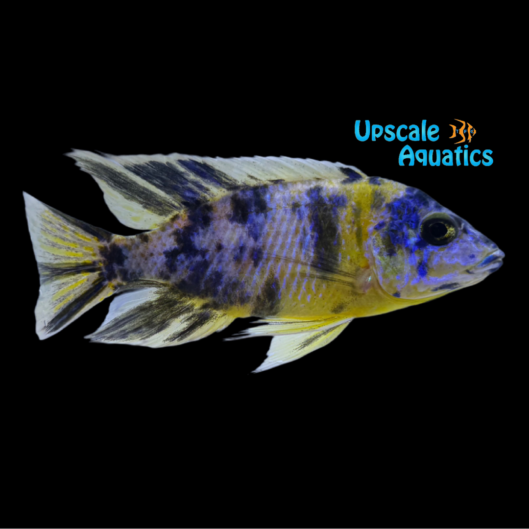OB Bicolor Peacock (Aulonocara stuartgranti 'Maulana')