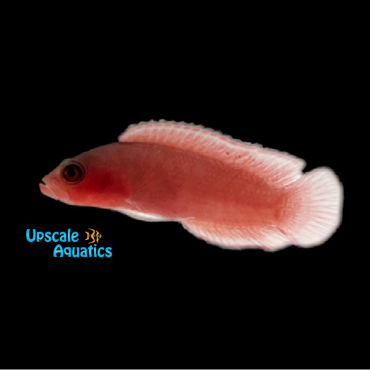 Red Serosa Dottyback (Pseudoplesiops typus)
